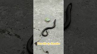 First Time Turtles and snake🐍🐢 turtle fish shorts snake babyturtles [upl. by Missie]