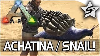 ARK NEW ACHATINA TAME  quotCEMENTING PASTE SNAILquot  ARK Survival Evolved Update Gameplay [upl. by Nosyerg]