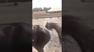 😶😶😶😶💀☠️💀☠️ equestrian horse riding [upl. by Ailama]