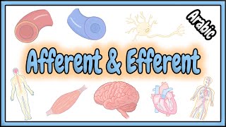 37 Afferent amp Efferent Terms  مصطلحات الوارد و الصادر [upl. by Econah]