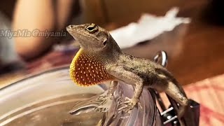 Thirsty Brown Anole Lizard Unfurls Colorful Dewlap After Drinking Water [upl. by Ecirrehs54]