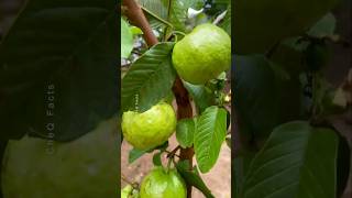 How to Grow Guava at Home Using Unique Technique plants shorts farming [upl. by Cresa]