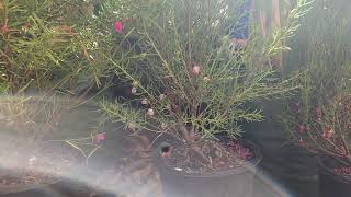 3 colours of Boronia plants [upl. by Hertz739]