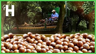 Harvesting Thousand Tons of Macadamia Nuts  How to Grow and Process Macadamia Nuts HappyFarm85 [upl. by Airamanna]