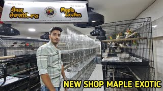 Maple EXOTIC come back with new shop 9372142313 petshop exoticbirdsshop [upl. by Ariak]