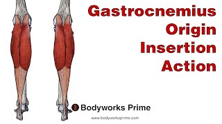 Gastrocnemius Anatomy Origin Insertion amp Action [upl. by Eizzil]