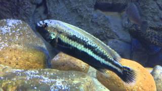 Male melanochromis auratus [upl. by Cerys973]