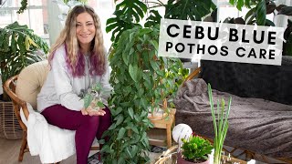 How I grew my big bushy Cebu Blue Pothos plant plus tips on trailing vs climbing [upl. by Shieh]