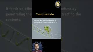 Vampire Amoeba Feeding on Spirogyra  Chilling Under Microscope [upl. by Hsreh]