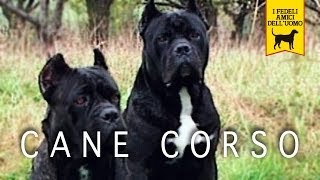 CANE CORSO ITALIANO trailer documentario Seconda Edizione [upl. by Notsuoh]