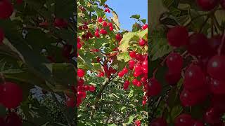 Viburnum opulus medicinalplants [upl. by Whipple605]