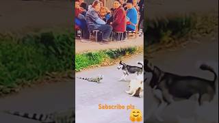 OMG dog video 😄😄 ytshorts animals dog doglover [upl. by Lietman540]