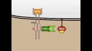 The MAP Kinase MAPK signalling pathway [upl. by Selohcin]