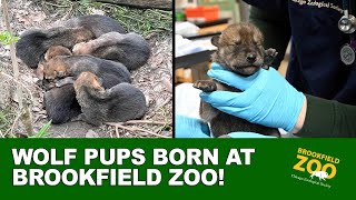 Wolf Pups at Brookfield Zoo [upl. by Nirac]