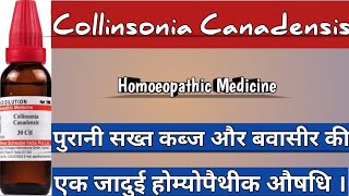 Collinsonia Canadensis  Use For Chronic Constipation amp Bleeding Piles Homoeopathicvines [upl. by Catlin]