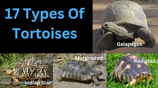 17 Types Of Tortoises  Most Common Tortoises [upl. by Septima10]