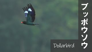 Dollarbird ブッポウソウ 【野鳥撮影野鳥動画】 [upl. by Aleunamme]