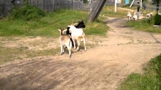 Kenozero National Park native goats 44 [upl. by Marice]