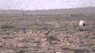 Kragentrappen auf Fuerteventura  Outardes Houbara Bustards [upl. by Iruj719]