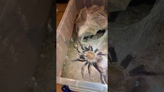 How to tell if my tarantula is pregnant and going to drop an eggsac The candling method [upl. by Teryn331]