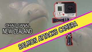 SALMON ATTACKS CAMERA TWIZEL CANAL [upl. by Halverson950]