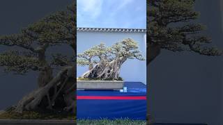 Beautiful Bonsai Works🌳🌲💥544shorts shortsvideo beautifulbonsai art khuebonsai🥰❤️ [upl. by Kudva]