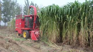 Napier grass king grass cutter silage harvester for animal feed working video [upl. by Fogel358]