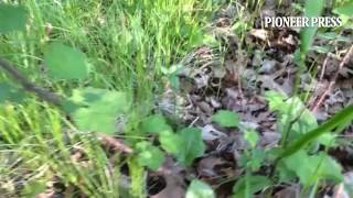 Bizarre Jumping field mouse Actually does have four legs [upl. by Ganiats]