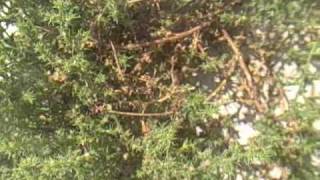 Eat The Weeds Episode 93 Tumbleweed Russian Thistle [upl. by Golden506]