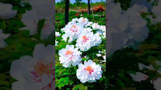 Majestic Garden Flowers Stunning Flower Garden Tour  Beautiful Blooms  shorts [upl. by Seabrooke]