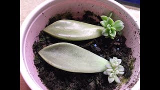 Propagating Succulents From Leaves [upl. by Weyermann]