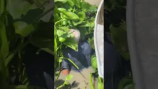 Amazing Fisherman Skills Hunting Huge Snakehead Fish fishing 01 [upl. by Wilbur108]