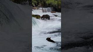 Successful fishing at Brooks Falls Katmai National Park [upl. by Dene540]