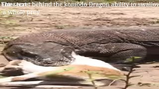 Komodo dragon attacks what makes it able to swallow a whole goat Find out🐉 [upl. by Adoh]