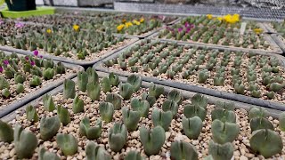 How to Successfully Propagate Conophytum 100 [upl. by Yrevi]