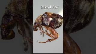 callosobruchus chinensisstorepulsebeetlecowpeabeetlepest [upl. by Stoneham]