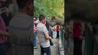 funnyanimals videos monkey attack lmao [upl. by Airotkiv282]