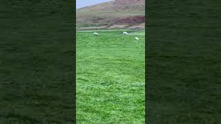 Scotland country side sheep herd uk scotland [upl. by Grefe]