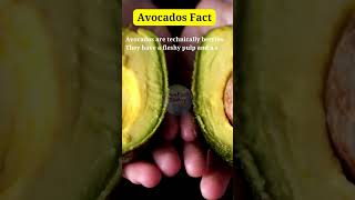 Avocados Fact shortsfeed shorts viralshort truefactstoday facts truefacts wellpedia [upl. by Magdau]