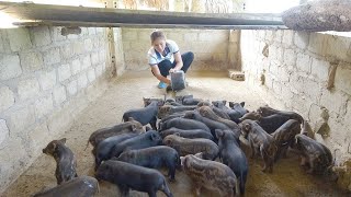 The 10 day old Piglets returned from forest  Making nest for hens to Incubate Eggs [upl. by Amihc239]