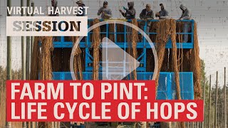 Farm to Pint Exploring the Life Cycle of Hops 2020 Virtual Harvest [upl. by Sirtimid]