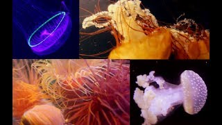 ASMR Exploring the Aquarium Soft SpokenWhispered [upl. by Noleta]