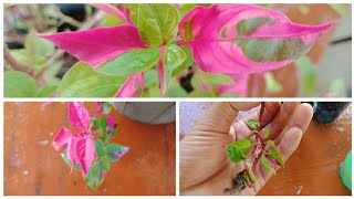 How To Grow Mirabilis Jalapa 4 Oclock Plant [upl. by Zigrang]