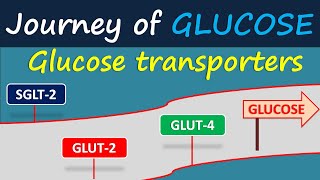 Glucose transporters  Journey of glucose [upl. by Atneciv871]