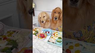 OS CACHORROS ESTÃO COM FOME‼️ ajude eles 😱 [upl. by Namor553]