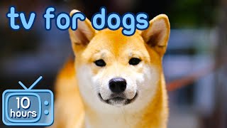 TV for Dogs 🐶  Prevent Boredom and Anxiety with Movies for Dogs  Relaxing Music [upl. by Eelimaj]