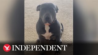 Owner discovers ‘disobedient’ dog knows only Spanish commands [upl. by Idur928]