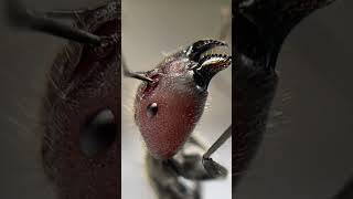 Camponotus singularis ants live [upl. by Filberte]