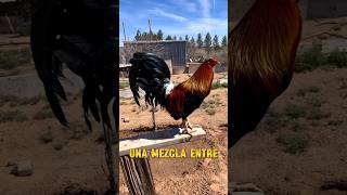 Conocías al GALLO KELSO  🐓🇲🇽🇺🇸 gallo gallofino gamefowl galleros [upl. by Mclaughlin853]