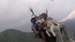 Siberian Husky goes paragliding with owner in Manali [upl. by Ailb152]